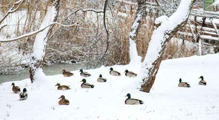 VIDEO. Cum suportă animalele și păsările din microrezervație schimbările climatice