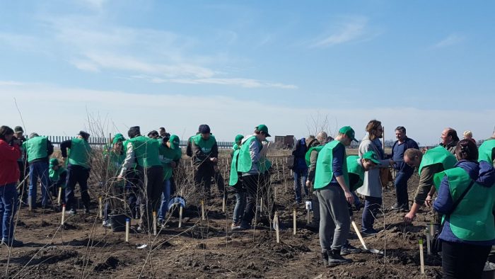 FOTO. A început plantarea de perdele forestiere pe Autostrada Soarelui