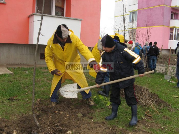 Primăria și voluntarii încep plantările în Constanța