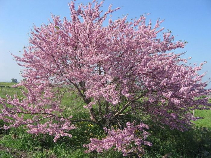 Arborii lui Iuda, plantați în Constanța