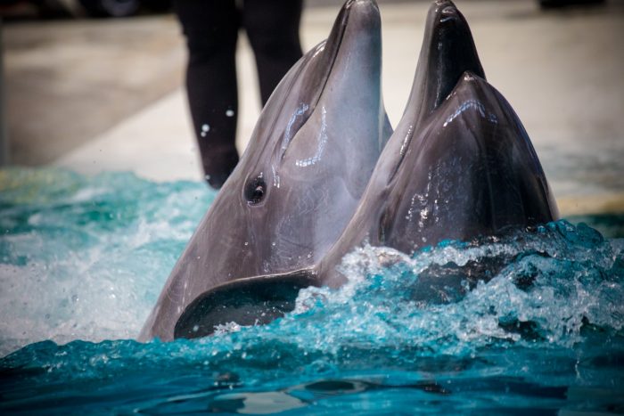 Extinderea Delfinariului din Constanța intră în linie dreaptă