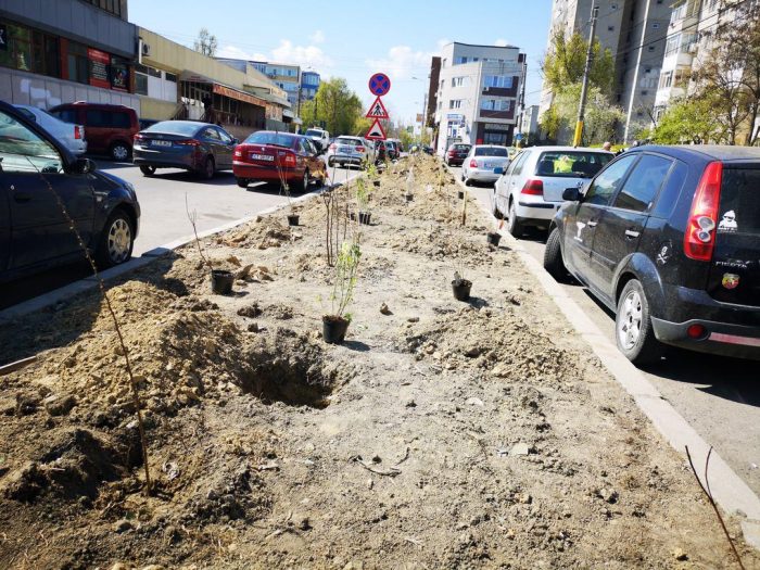 În ce zone a plantat Primăria Constanța arbori și arbuști