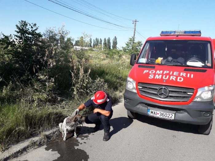 Pompierii au salvat un câine maidanez dintr-un bazin cu apă