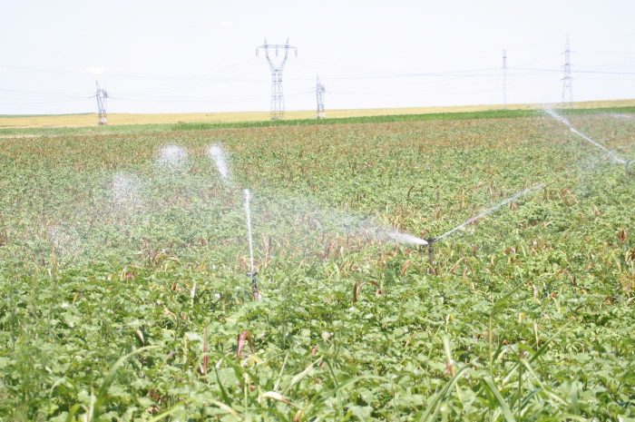 Ne-au cumpărat străinii terenurile agricole? Realitate vs fake news