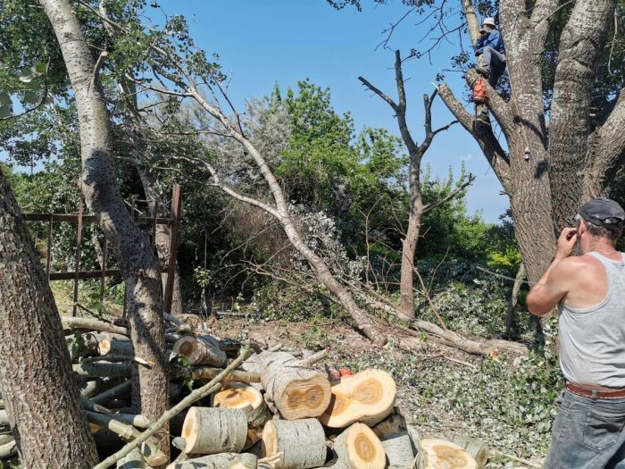 VIDEO Poliția Locală Constanța a amendat trei persoane care tăiau ilegal arbori în centrul orașului