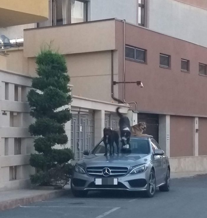 Maidanezi pe Mercedes