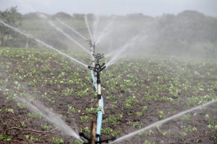 Sălciile energetice, una dintre metodele prin care agricultorii luptă cu schimbările climatice