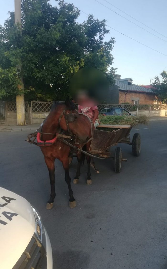 Poliția Locală Constanța a confiscat două căruțe