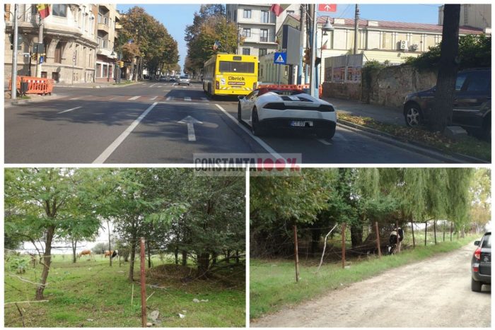 Constanța, orașul contrastelor: între vaci și Lamborghini