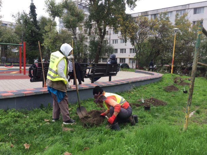 Primăria Constanța plantează trandafiri și arbori