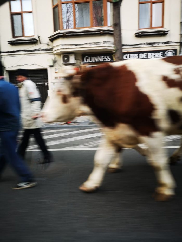 VIDEO Măgari și boi pe străzile Constanței