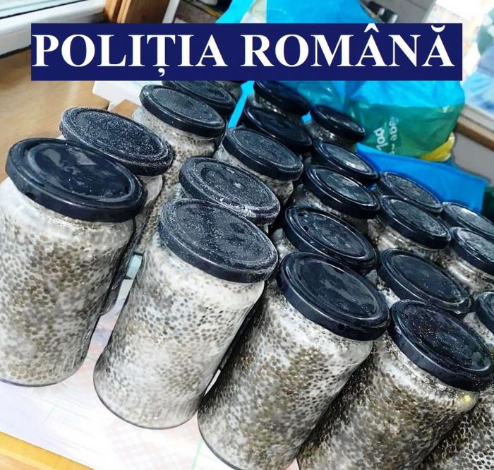 Icre negre de contrabandă. Percheziții ale polițiștilor. Ce au confiscat