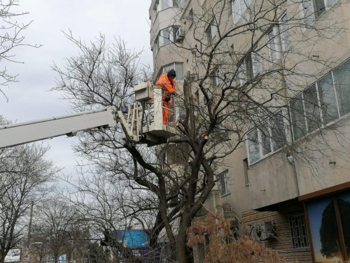 Primăria Constanța continuă toaletarea arborilor