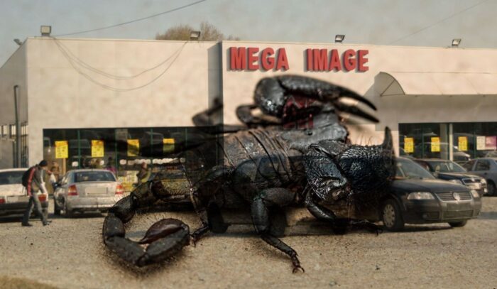 O angajată Mega Image a fost mușcată de un scorpion