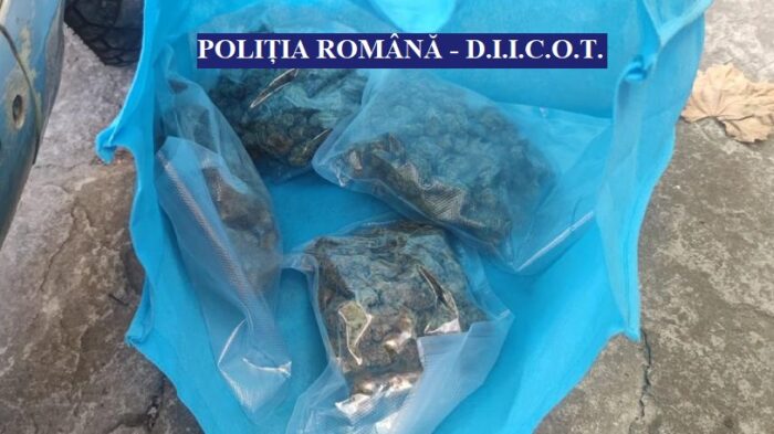 Au găsit aproape 1 kg de cannabis acasă la traficanți