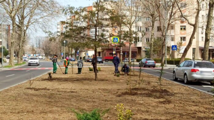 Primăria Constanța a mai plantat 85 de arbori