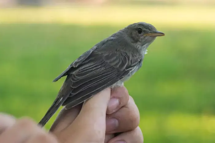 Fauna României a devenit mai bogată cu o specie de pasăre, descoperită pentru prima dată în rezervația Dunele Marine de la Agigea