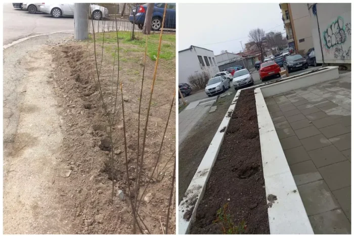 Primăria Constanța vă cere ajutorul ca să prindă hoții de trandafirii